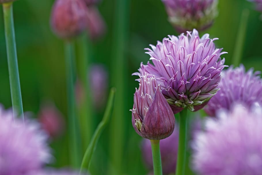 Chives, Allium Schoenoprasum, The Grass Leeks, Bins - Chives - HD Wallpaper 