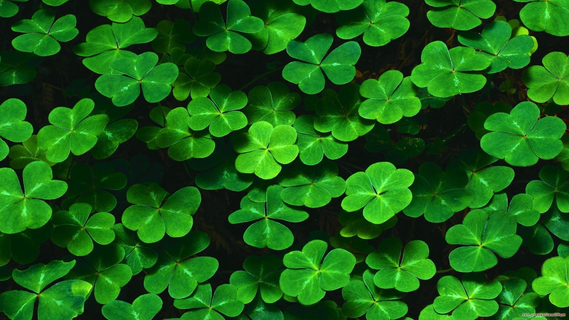 Nature, Green, Leaves, Plants, Shamrock, Clovers, Pattern - St Patrick's Day - HD Wallpaper 