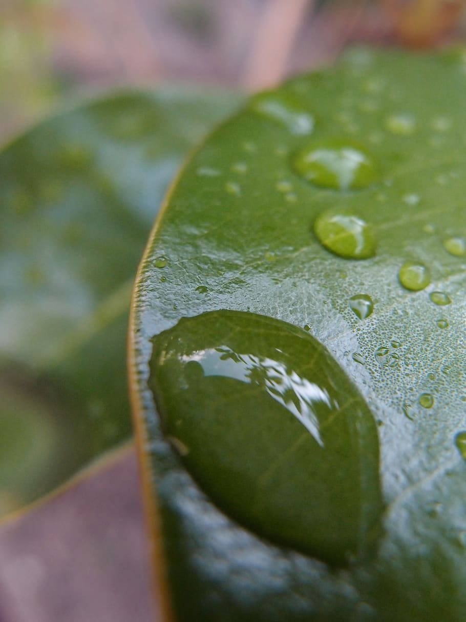 Drop, Rocio, Leaf, Water, Drip, Damp, Wet, Nature, - Macro Photography - HD Wallpaper 