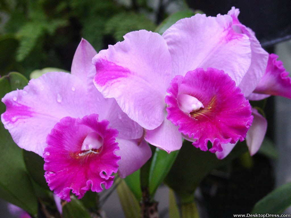 Purple Pink Daffodil - Pink Daffodil Flower - HD Wallpaper 