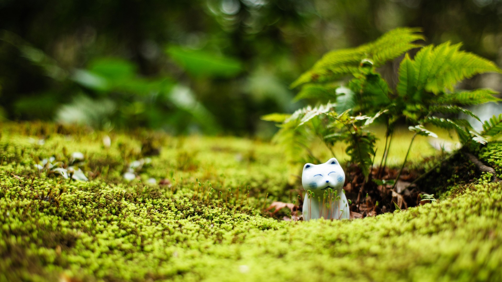 Moss - HD Wallpaper 