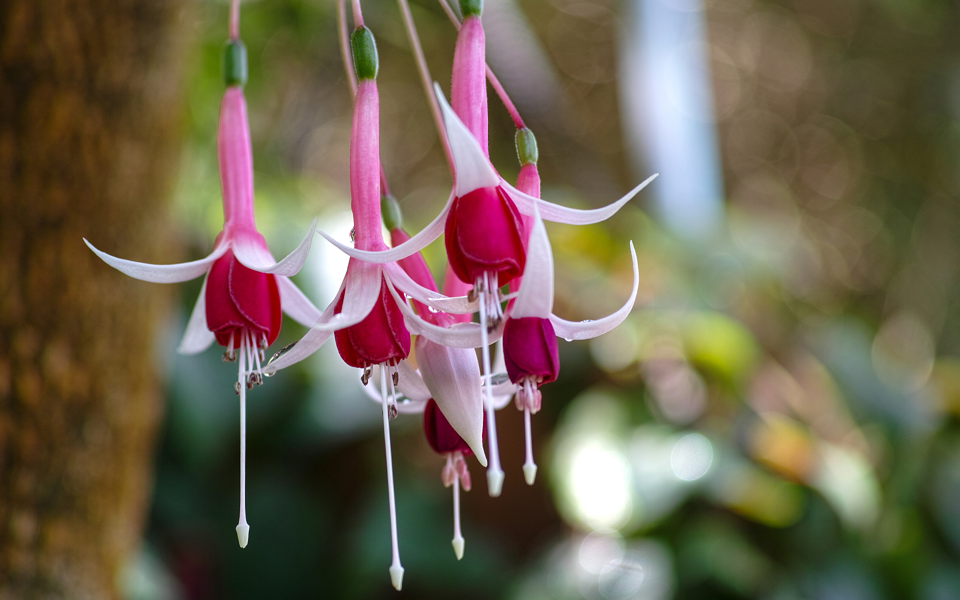 Free Fuchsia Wallpaper - HD Wallpaper 
