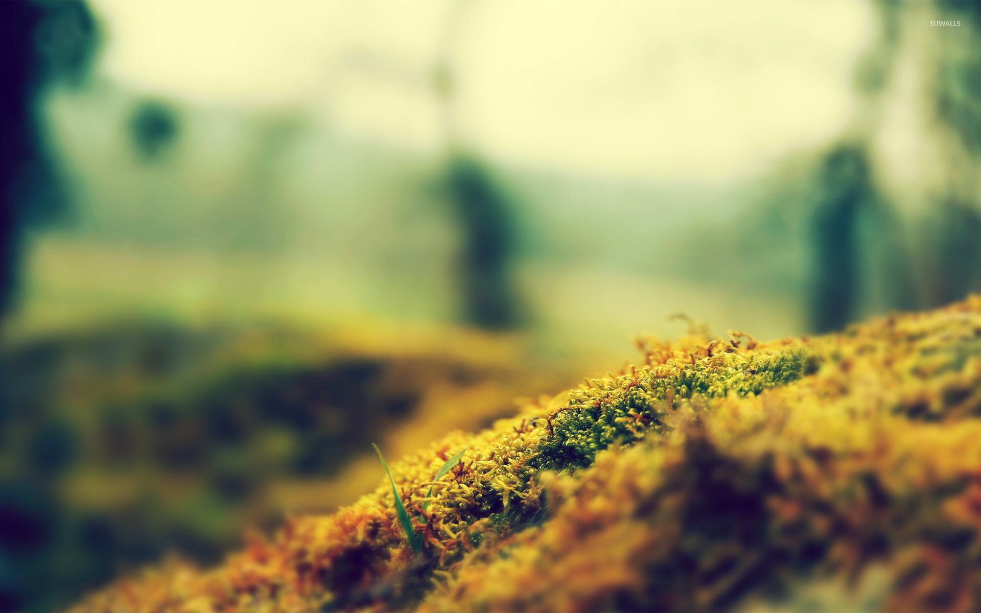 Tilt Shift Nature - HD Wallpaper 