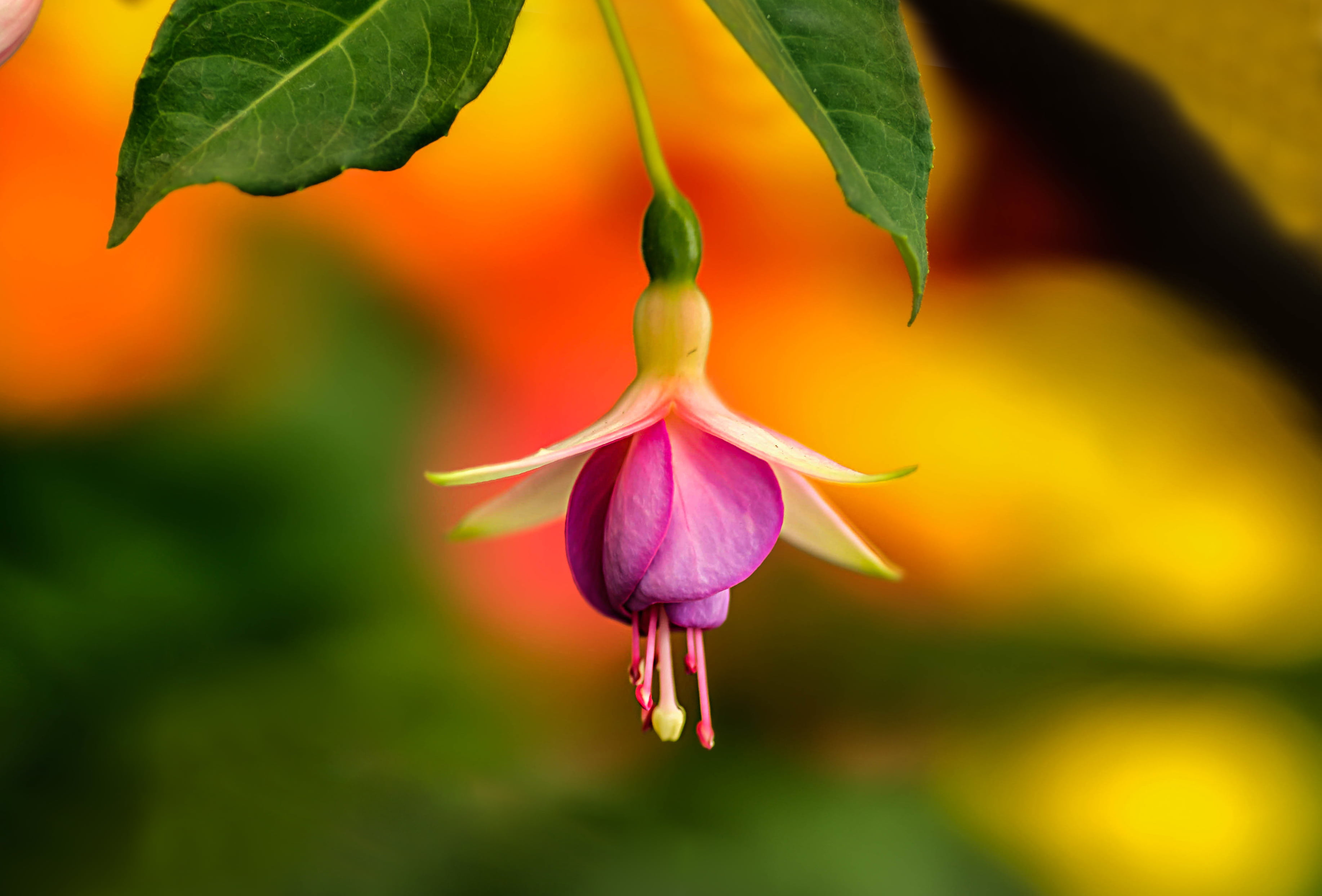 Fuchsia Flower - HD Wallpaper 