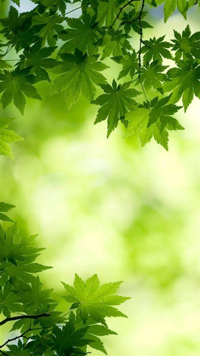 Nature Bright Green Overlap Maple Leafy Branch Blur - Good Morning Green Leaves - HD Wallpaper 