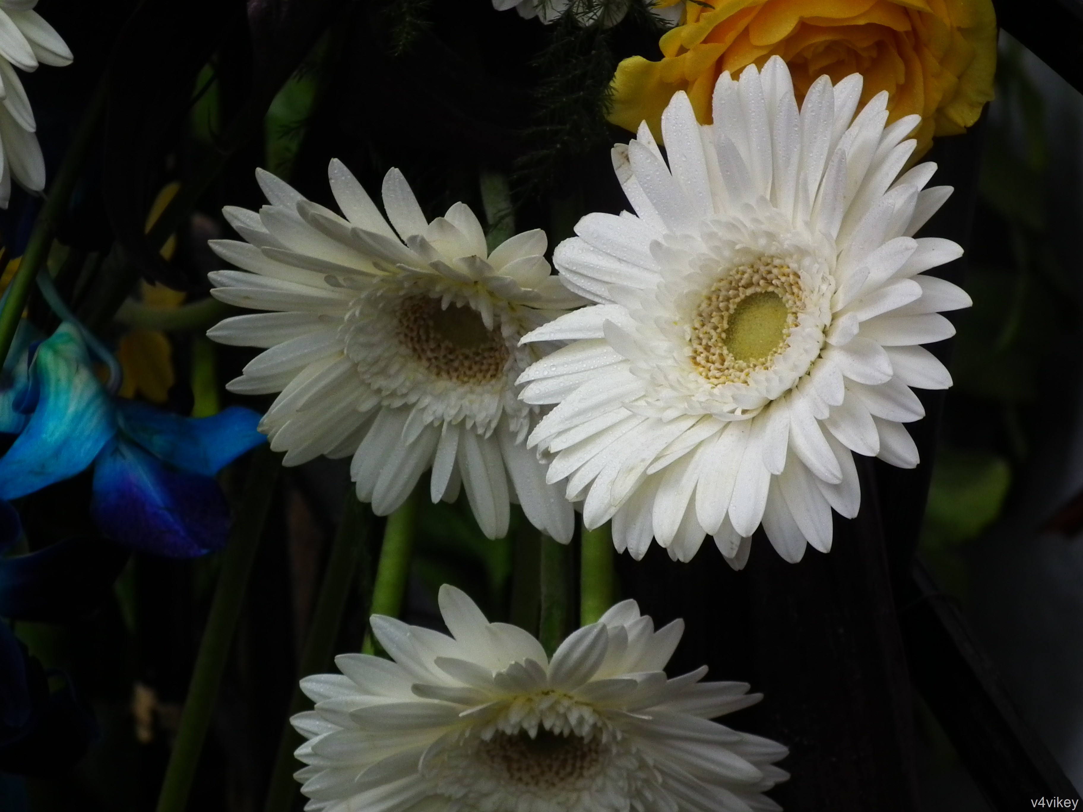 Simple Gerbera Flowers - HD Wallpaper 