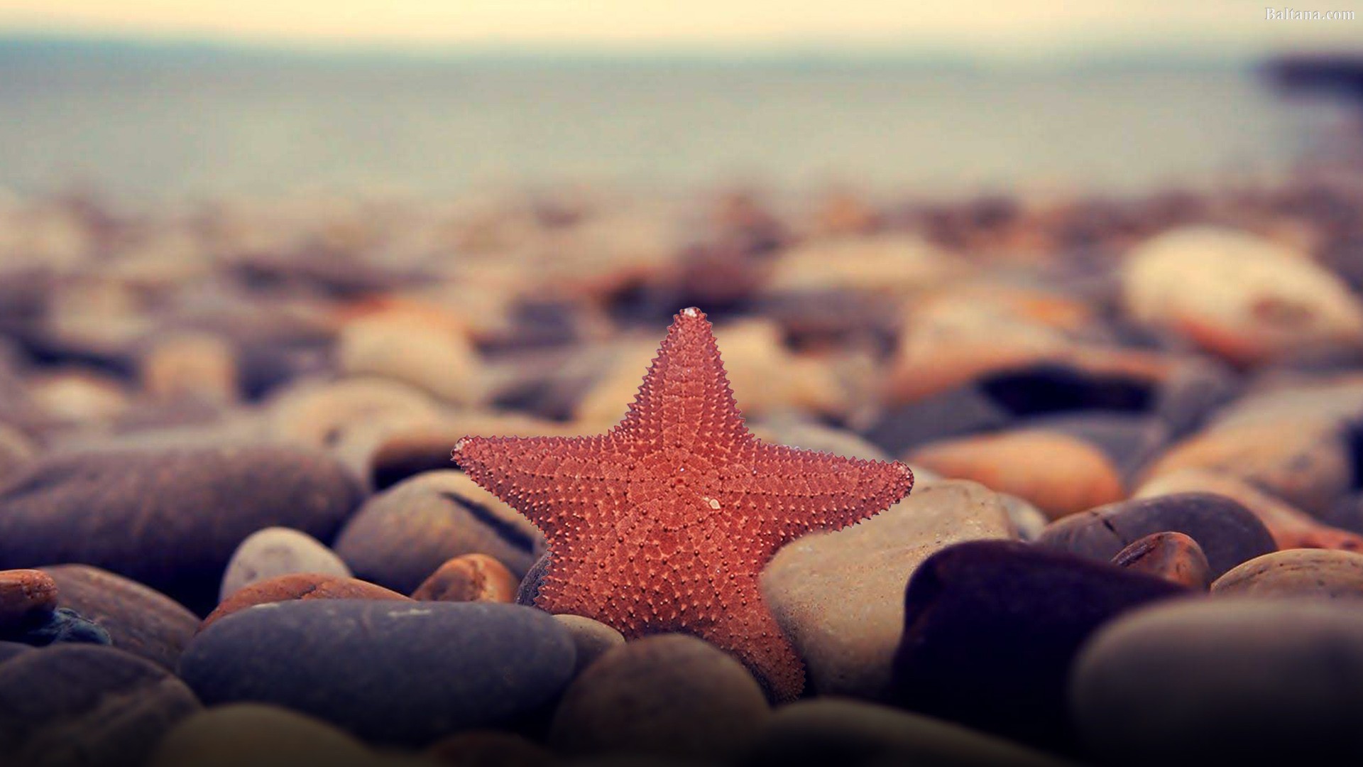 Starfish Background Wallpaper - Dreams Quotes In Urdu - HD Wallpaper 