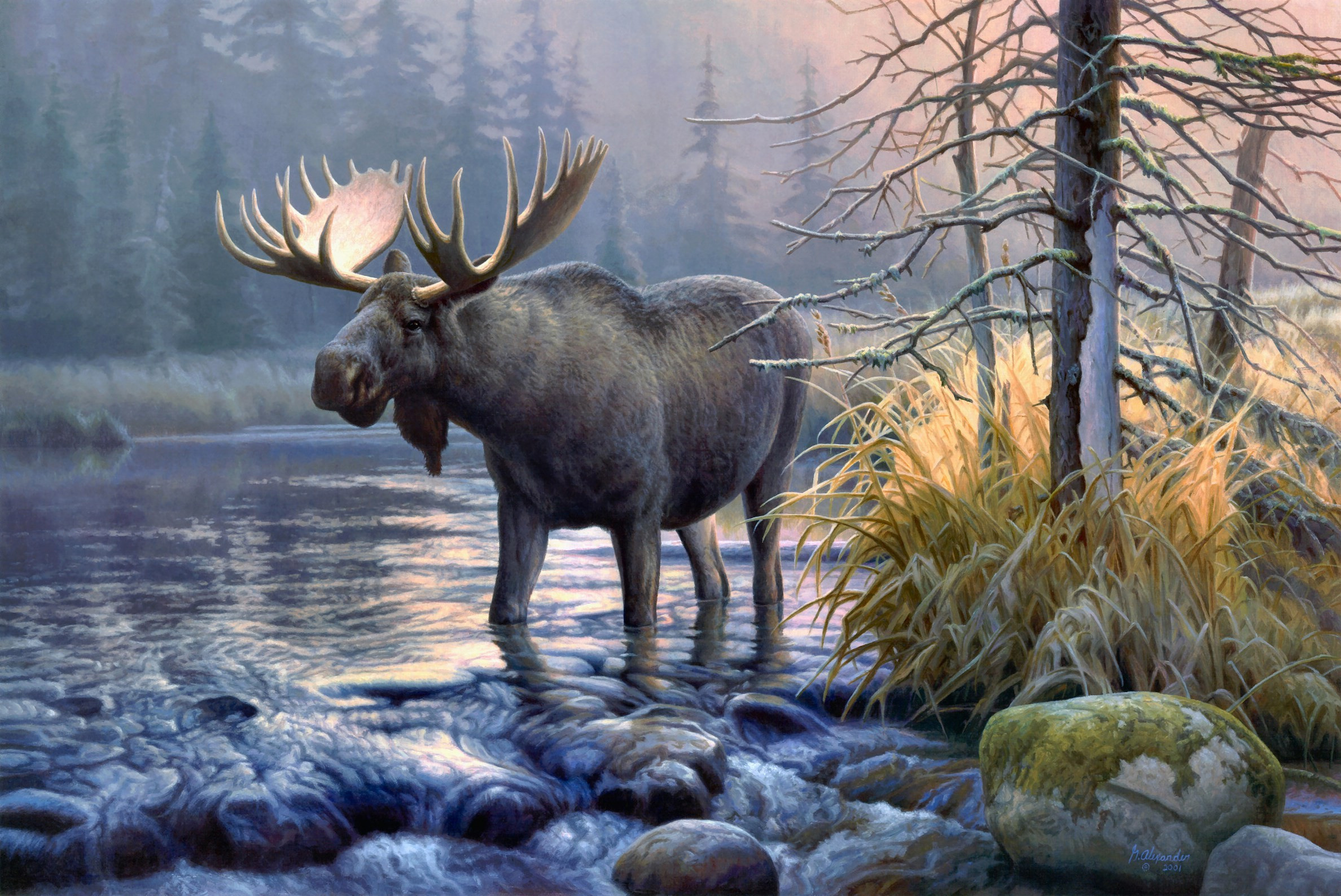 Moose Background - HD Wallpaper 