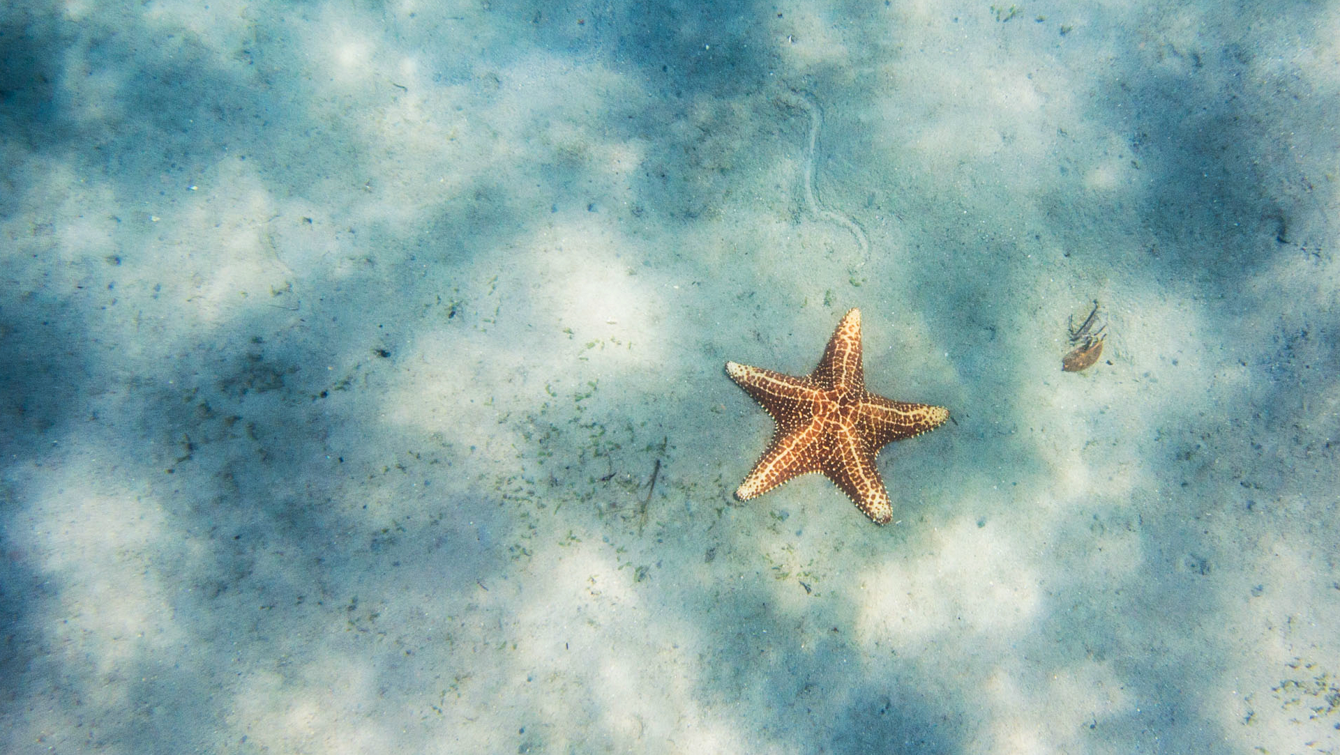 Starfish - HD Wallpaper 