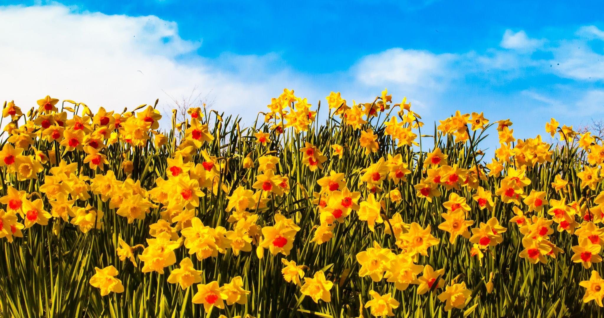 Free Download Daffodil Wallpaper Id - Sunflower - HD Wallpaper 