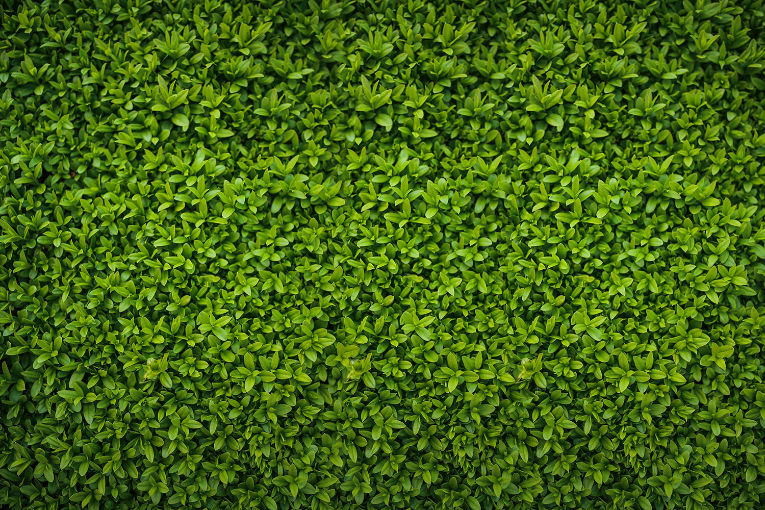 Leafy Background - Best Backdrops For Photo Shoots - HD Wallpaper 