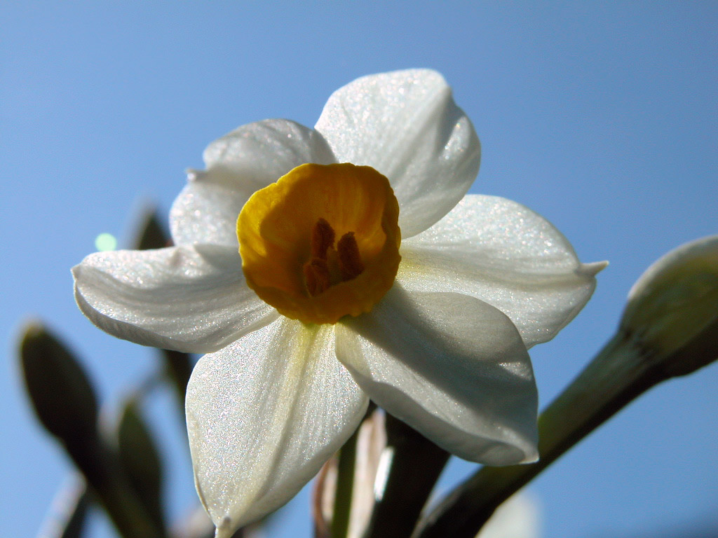 Daffodil - HD Wallpaper 