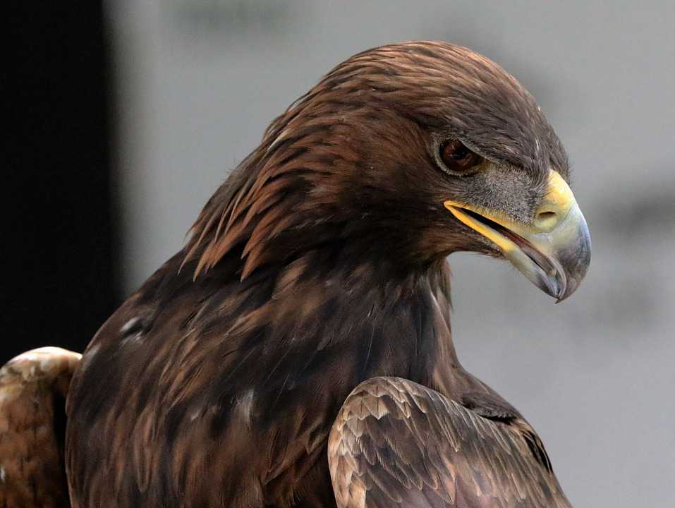 Animals Steinadler Adler Golden Bird - Halcon Dorado Animal - HD Wallpaper 