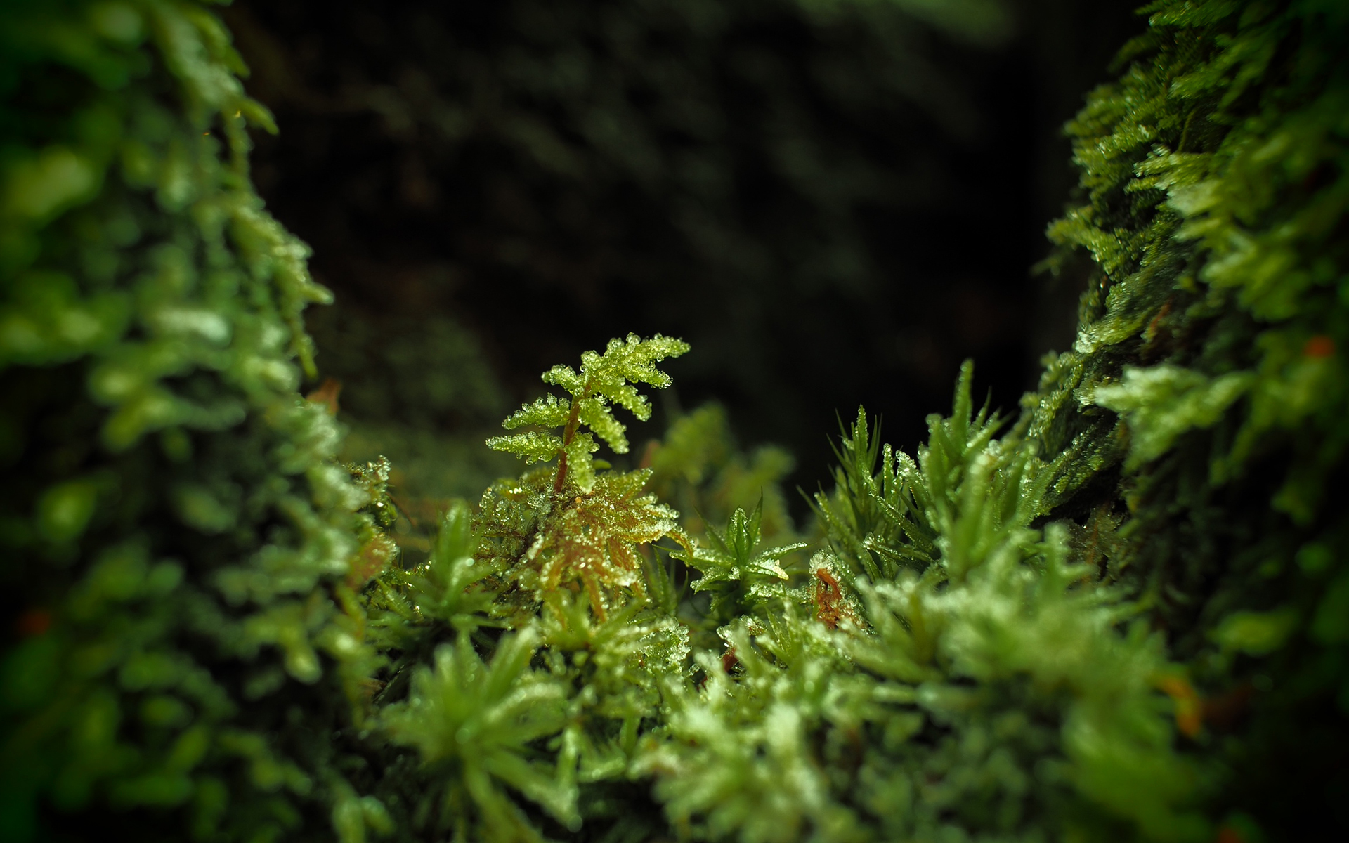 Macro Moss Hd Wallpaper - Macro Moss Hd - HD Wallpaper 