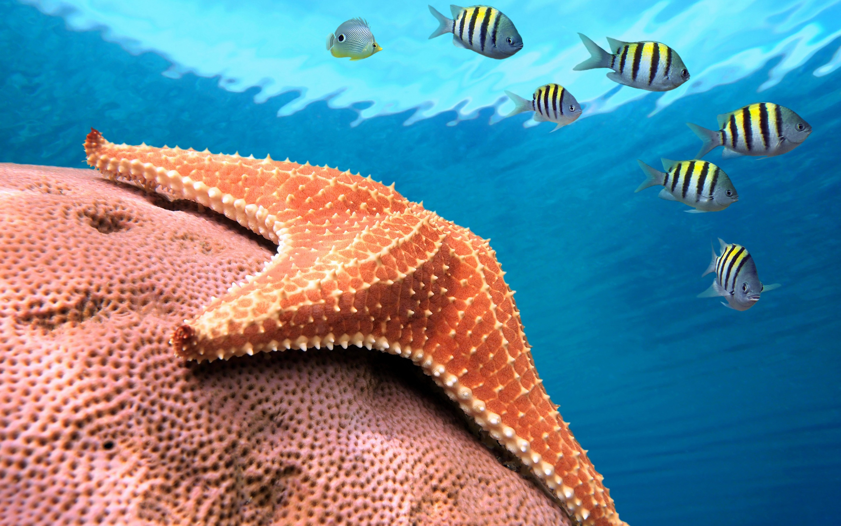 Starfish Wallpaper - HD Wallpaper 
