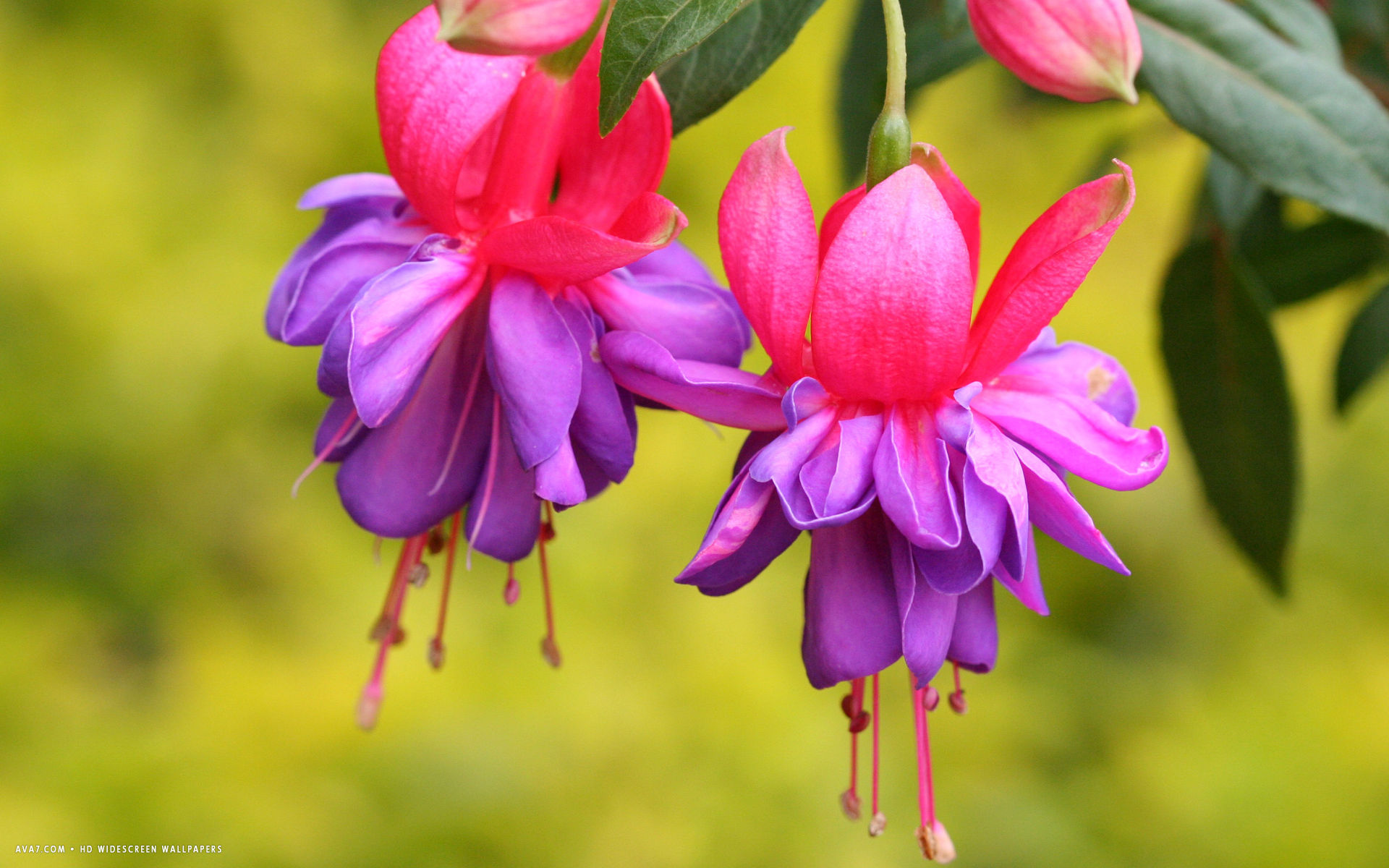 Fuchsia Flower Hd Widescreen Wallpaper - Flower Beautiful - HD Wallpaper 