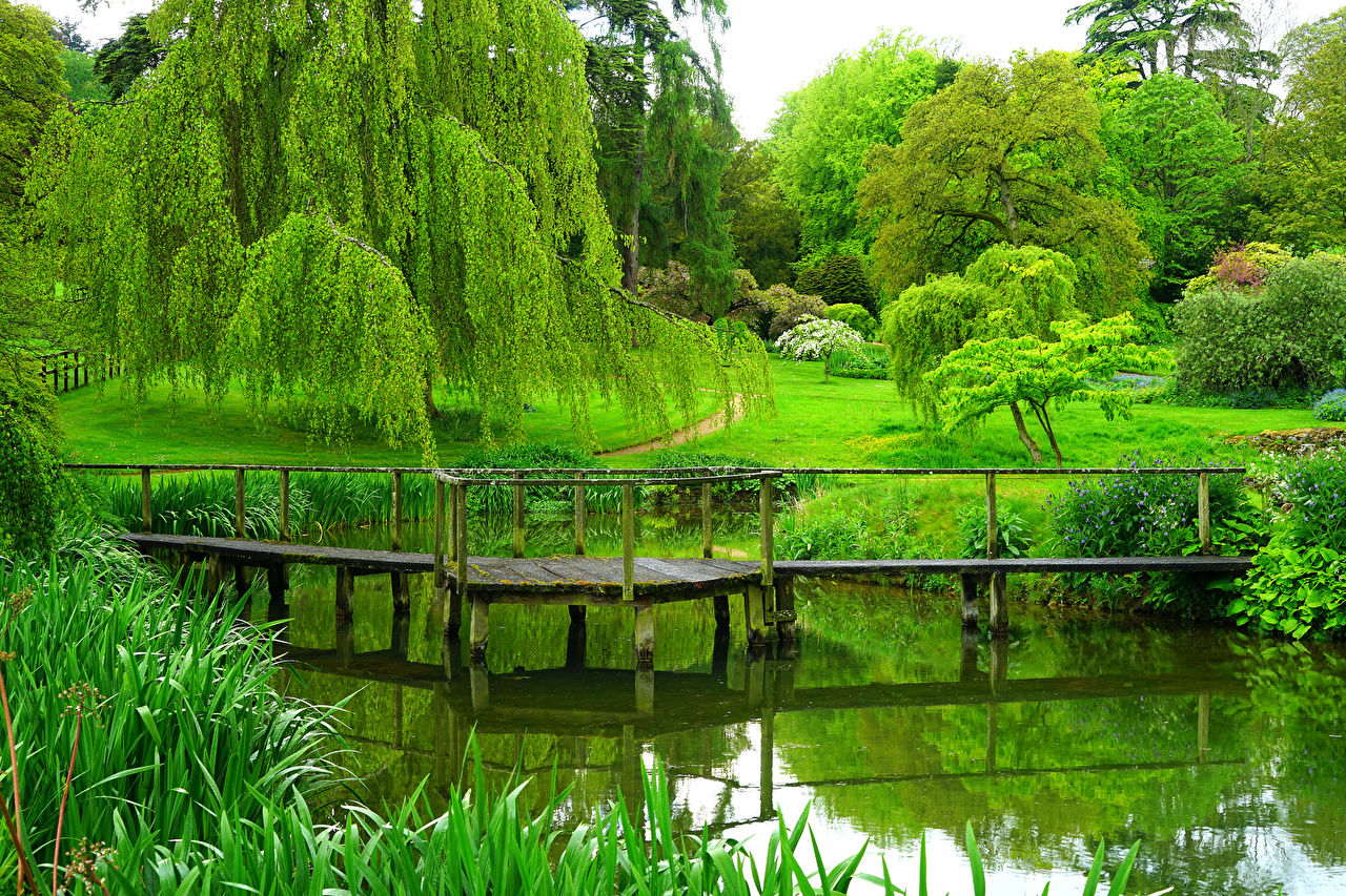 Summer Trees - HD Wallpaper 