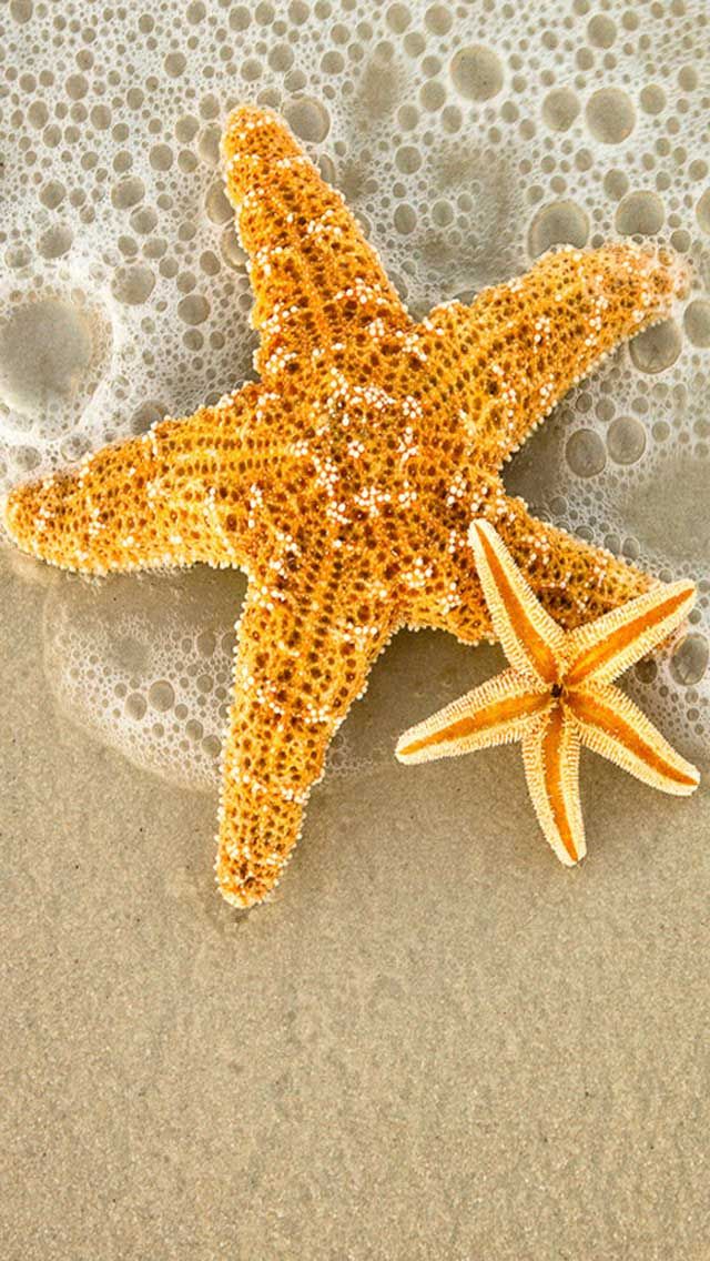 Estrellas De Mar Fondos - HD Wallpaper 