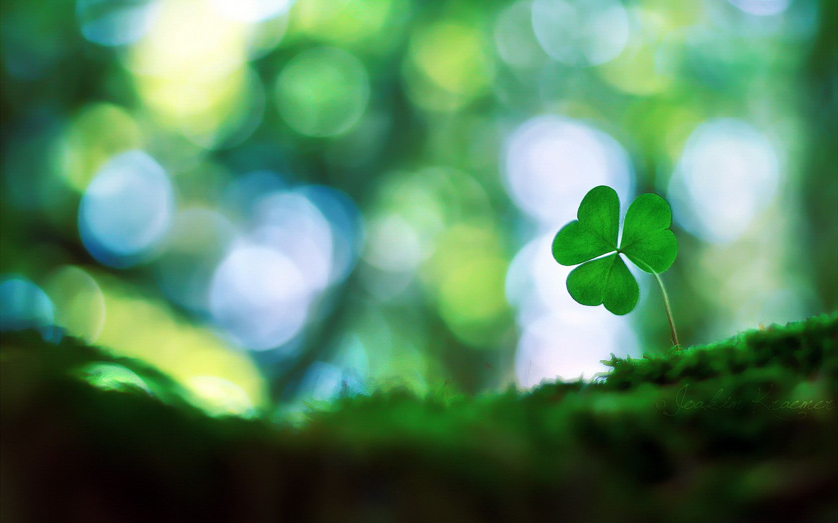 Shamrock Wallpapers - HD Wallpaper 