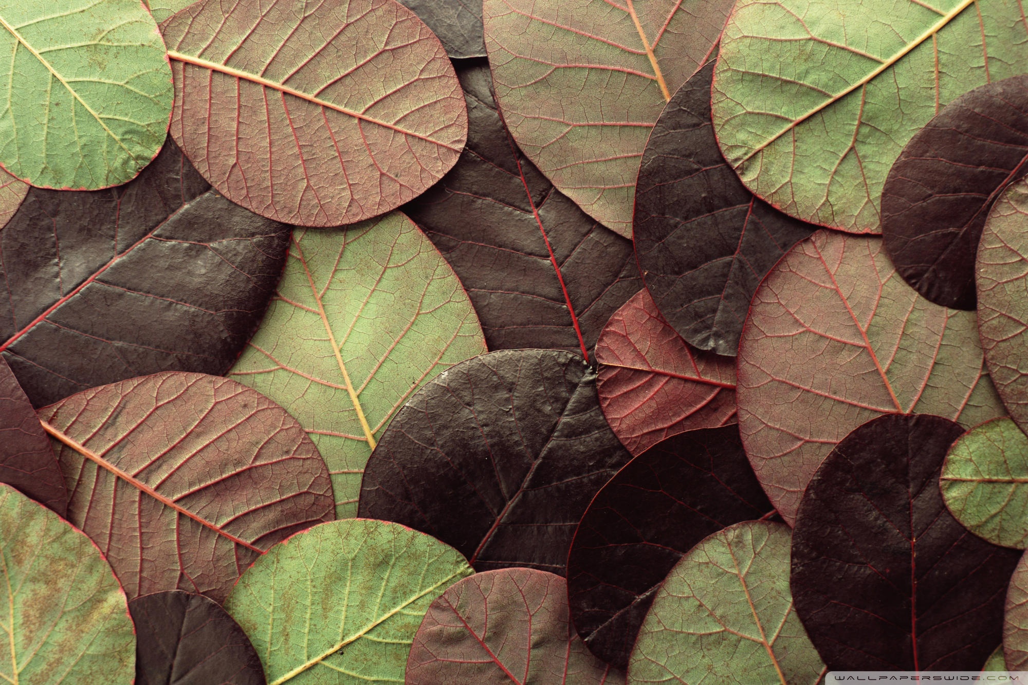 Обои Для Рабочего Стола Узоры - 2000x1333 Wallpaper - teahub.io