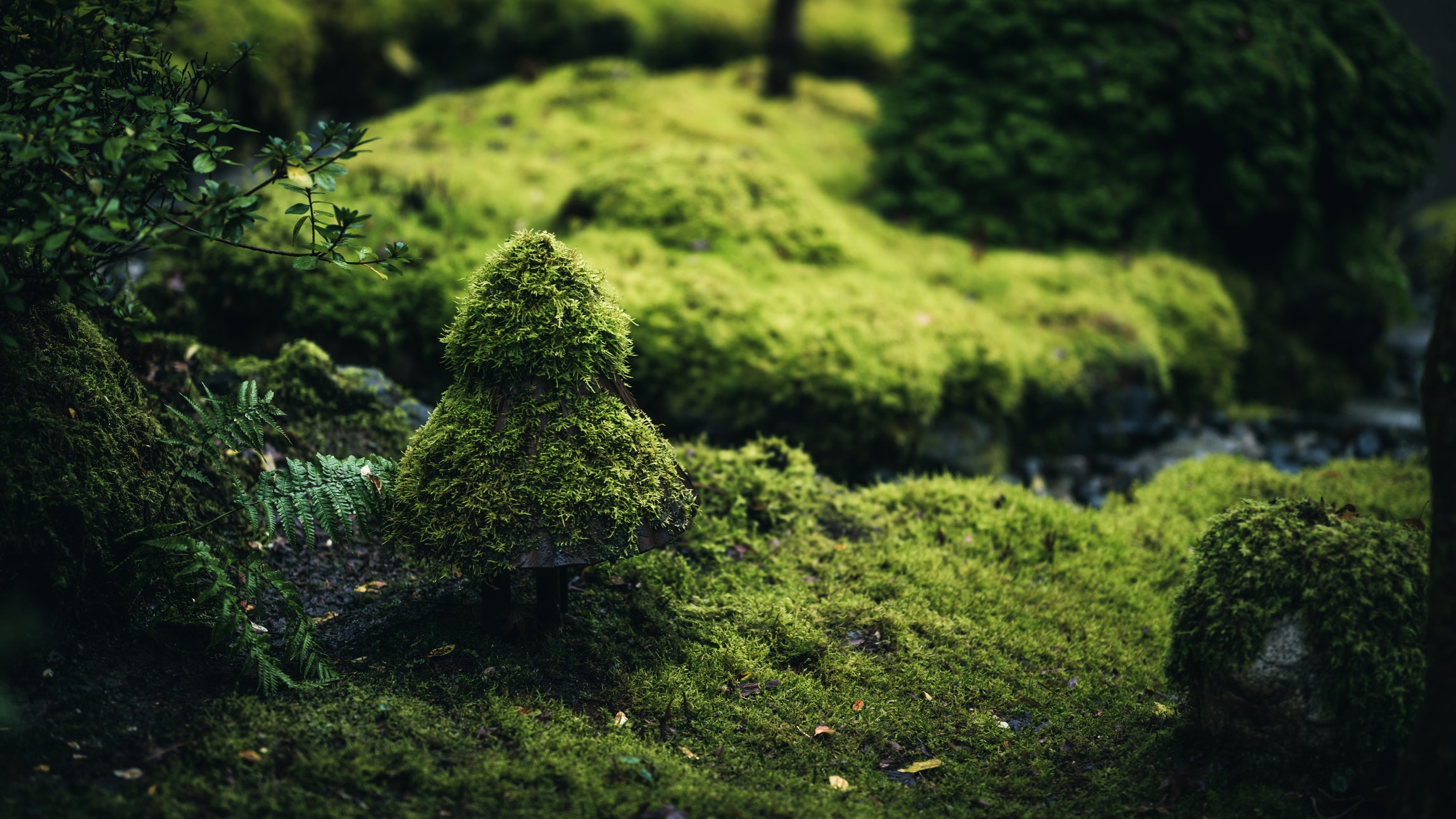 Moss 2300x1294 Wallpaper teahub.io