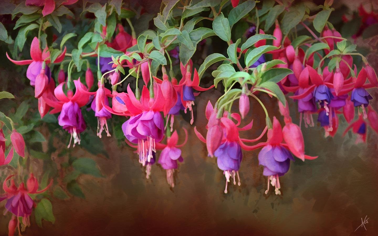 High Resolution Fuchsia Hd Wallpaper Id - Fuchsia - HD Wallpaper 