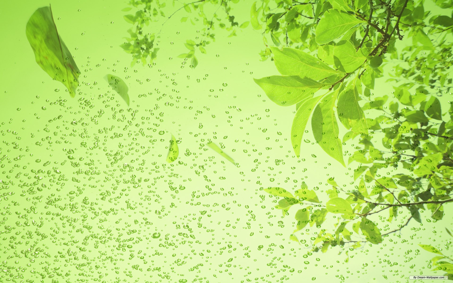 Free Nature Wallpaper - 壁紙 緑 - HD Wallpaper 