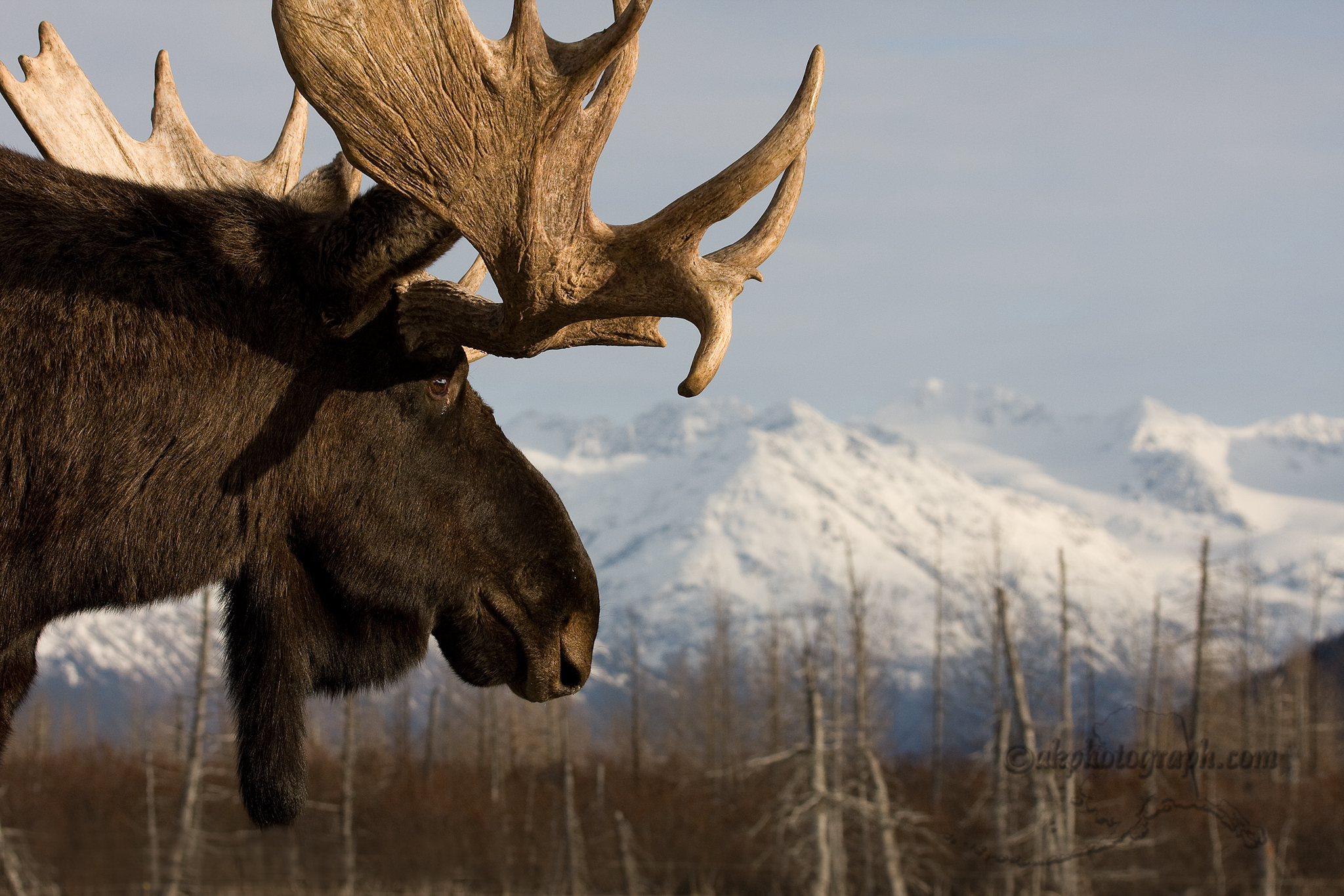 Moose Wallpaper Hd - HD Wallpaper 