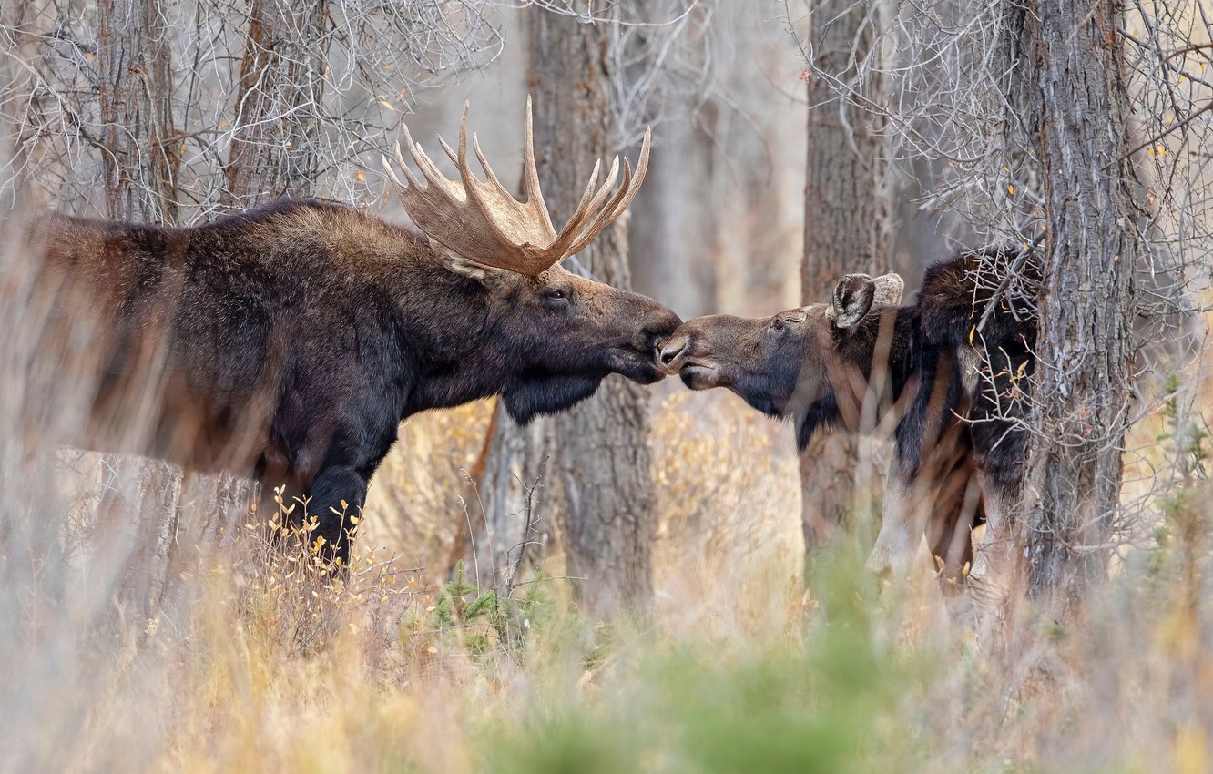 Photo Wallpaper Forest, Trees, Love, Branches, Kiss, - Moose - HD Wallpaper 