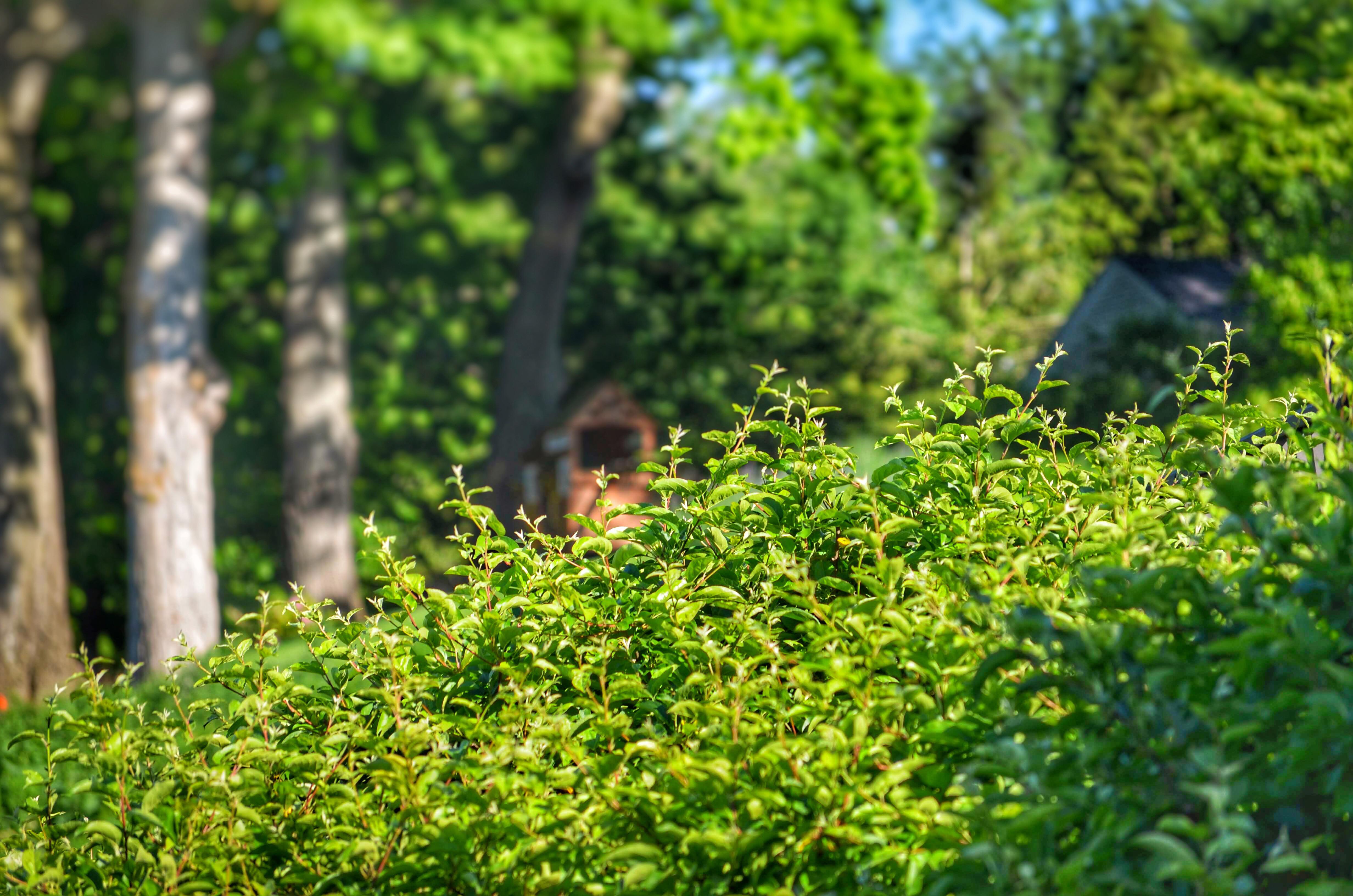 Leafy Greens Wallpaper - HD Wallpaper 