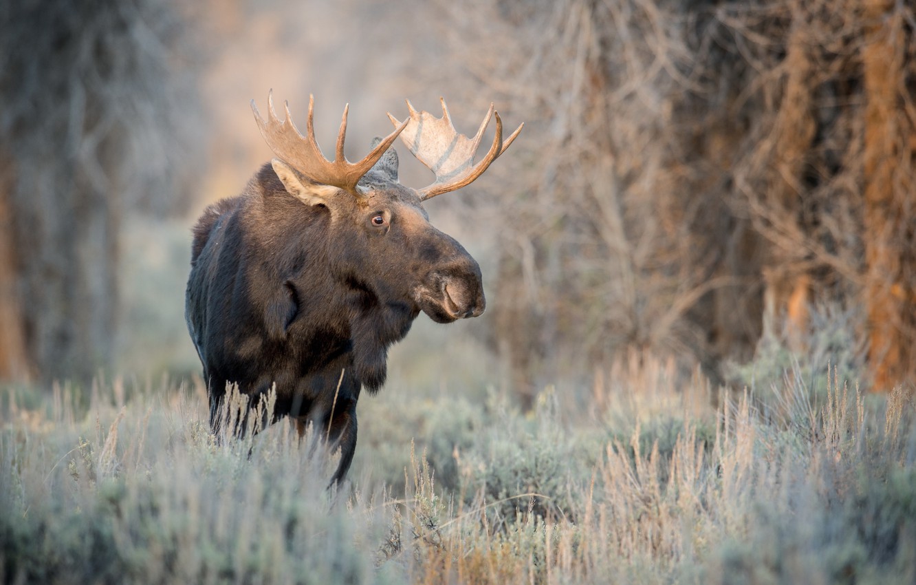 Photo Wallpaper Autumn, Nature, Moose - 1080 X 1920 Hd Moose - HD Wallpaper 