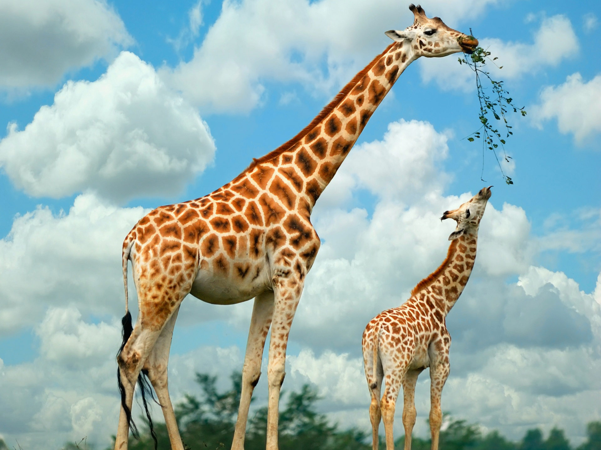 Desktop Wallpaper - Giraffe High Resolution - HD Wallpaper 