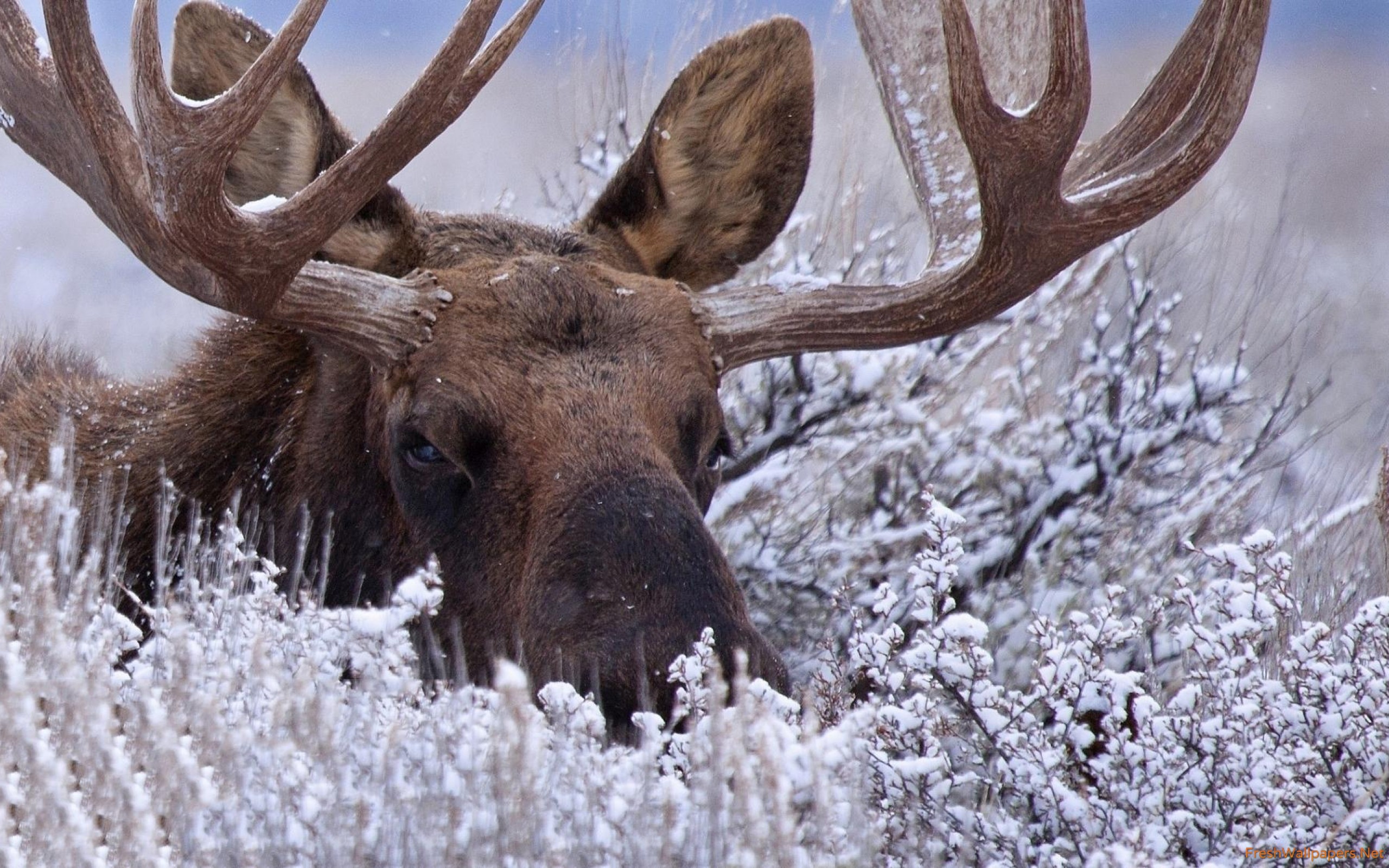 Moose - HD Wallpaper 