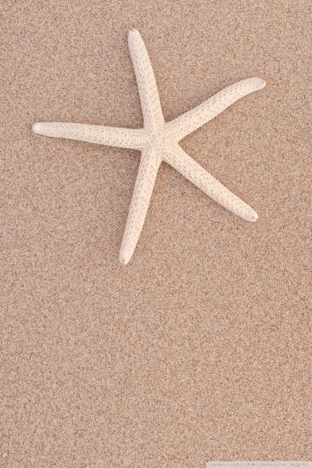 Starfish - HD Wallpaper 