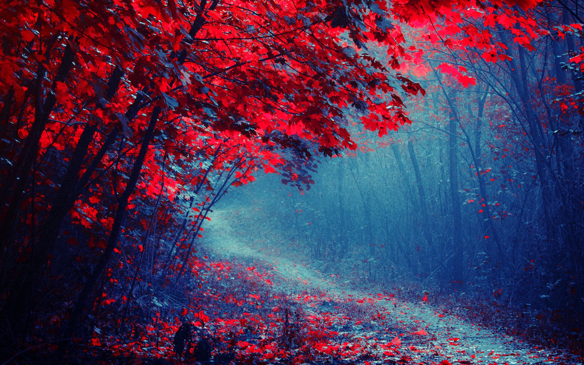 Wallpaper Red Leaves Forest, Road, Trees, Autumn, Mist, - Red And Blue Forest - HD Wallpaper 