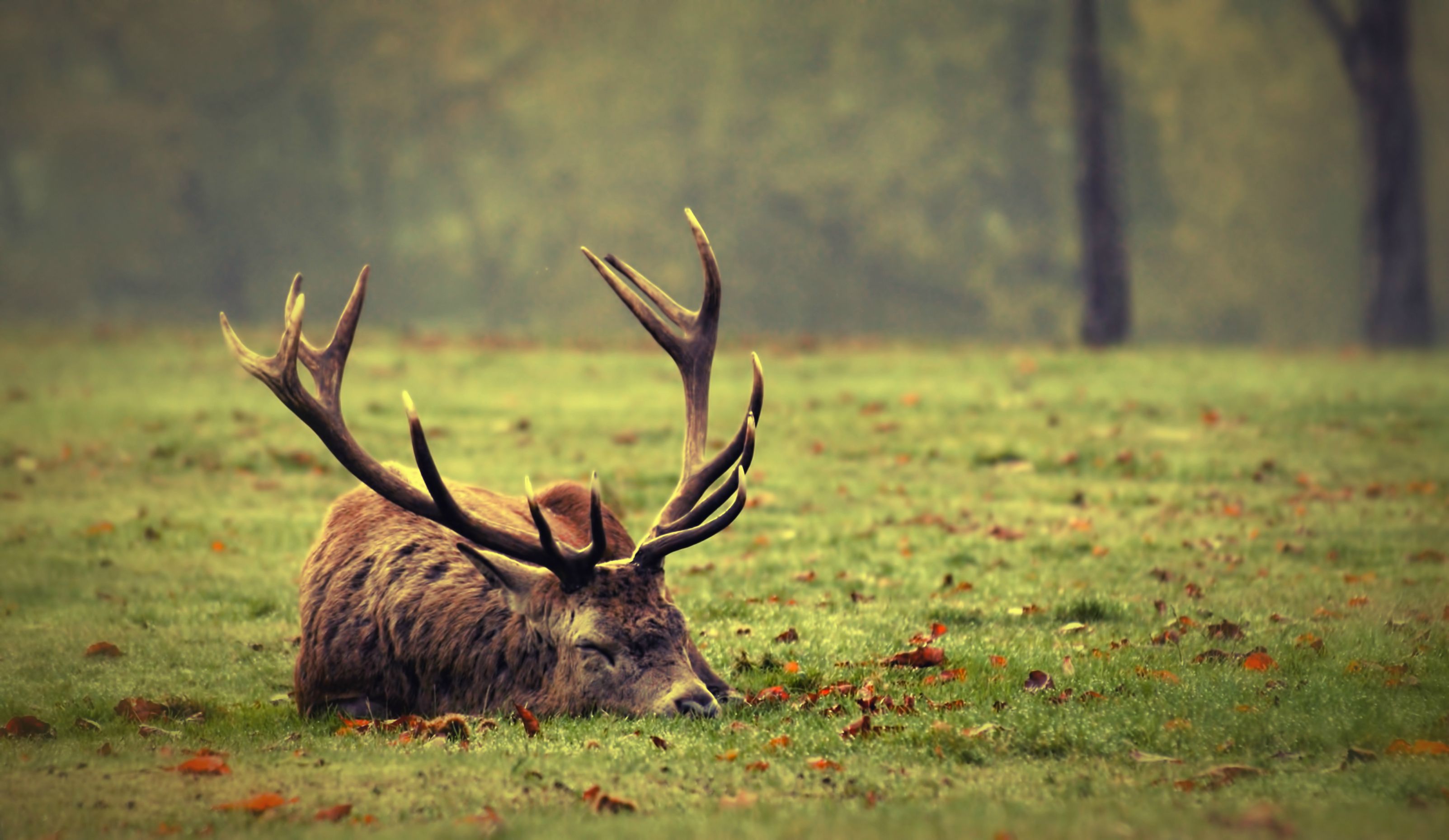 Moose - 3206x1860 Wallpaper - teahub.io