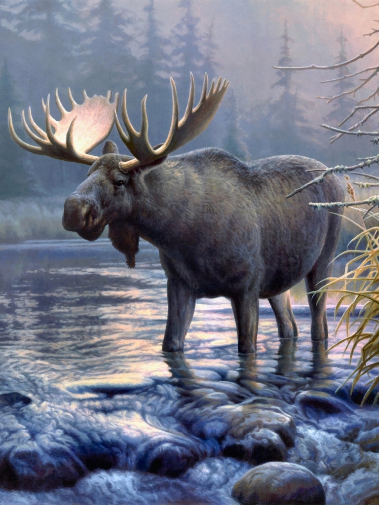 Moose Backgrounds 768x1024 Wallpaper Teahub Io