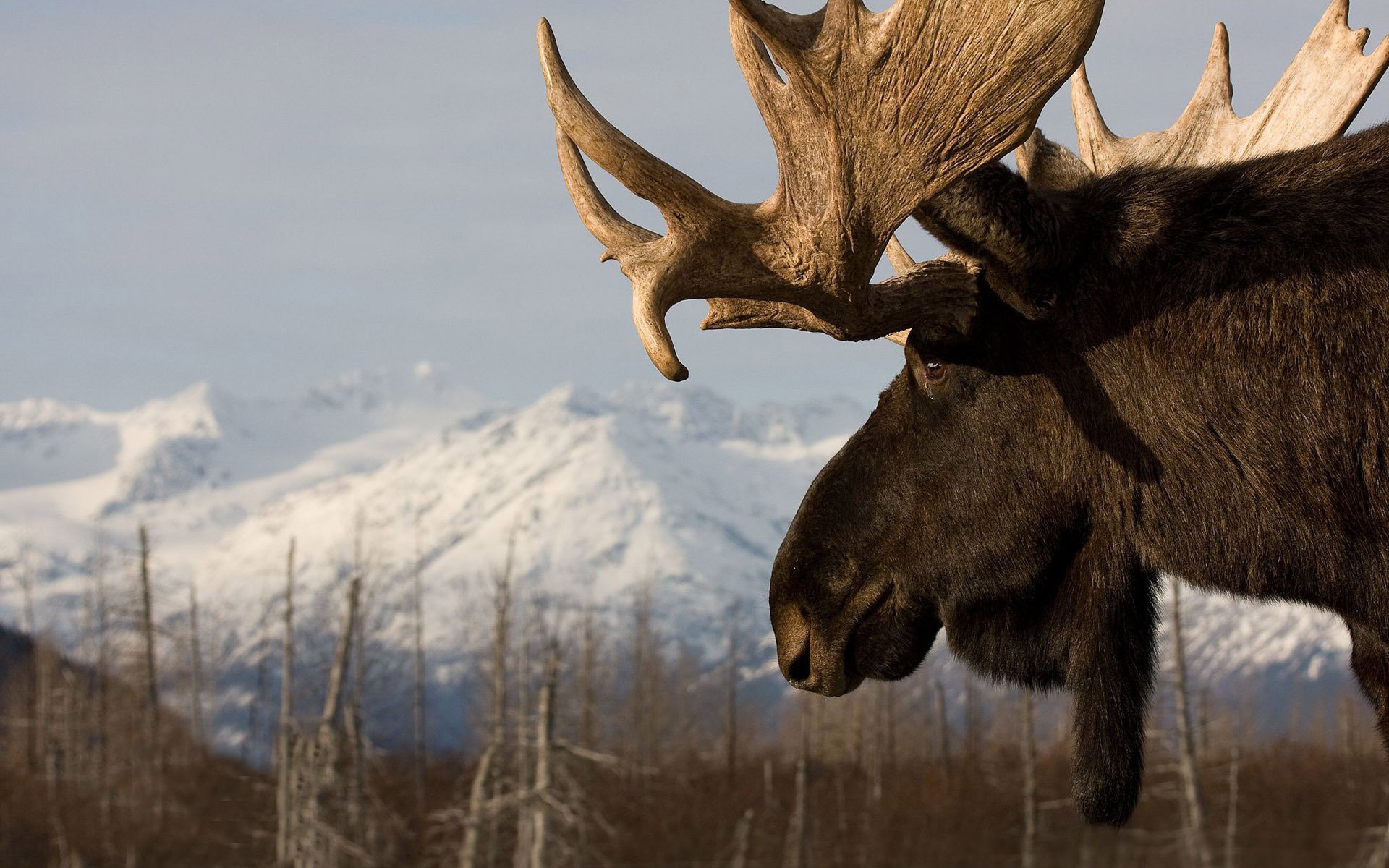 Moose Wallpaper Umad
endangered Male Elk Moose In Prairie - Backgrounds Of Moose - HD Wallpaper 