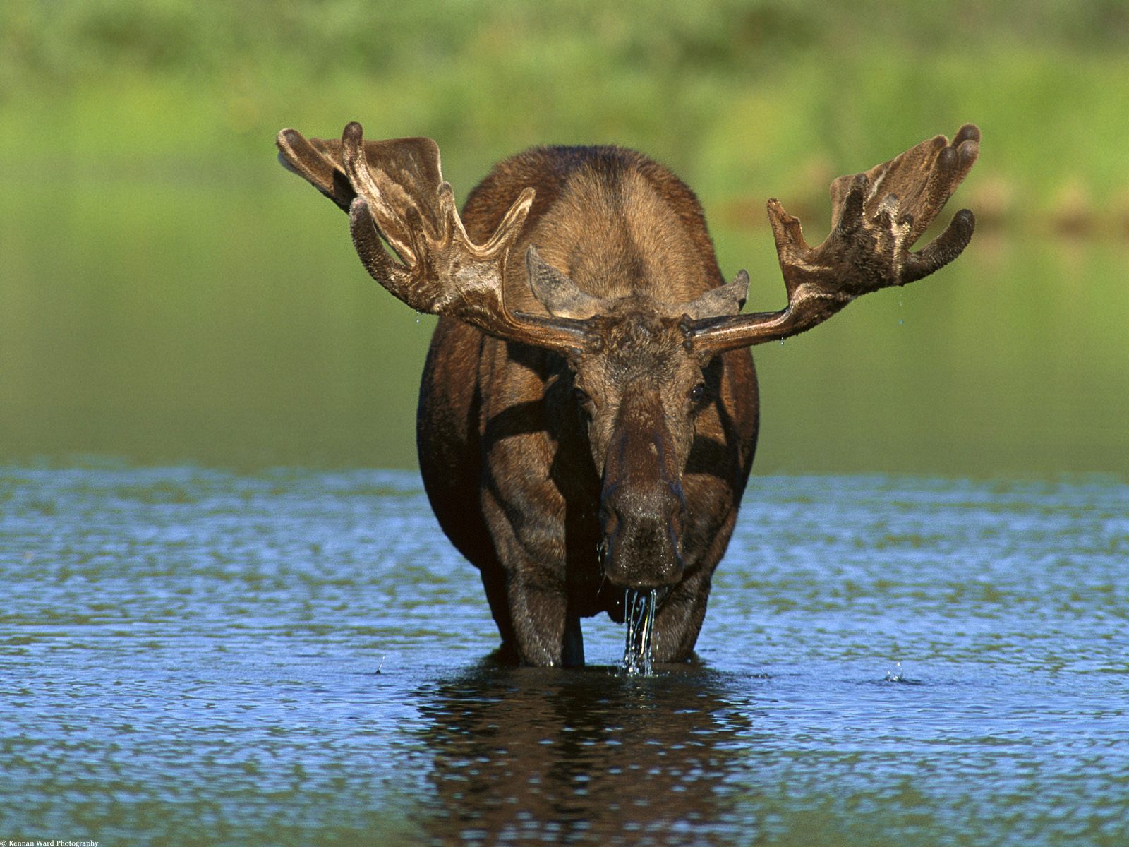 Bull Moose Alaska - Daddy Moose - HD Wallpaper 