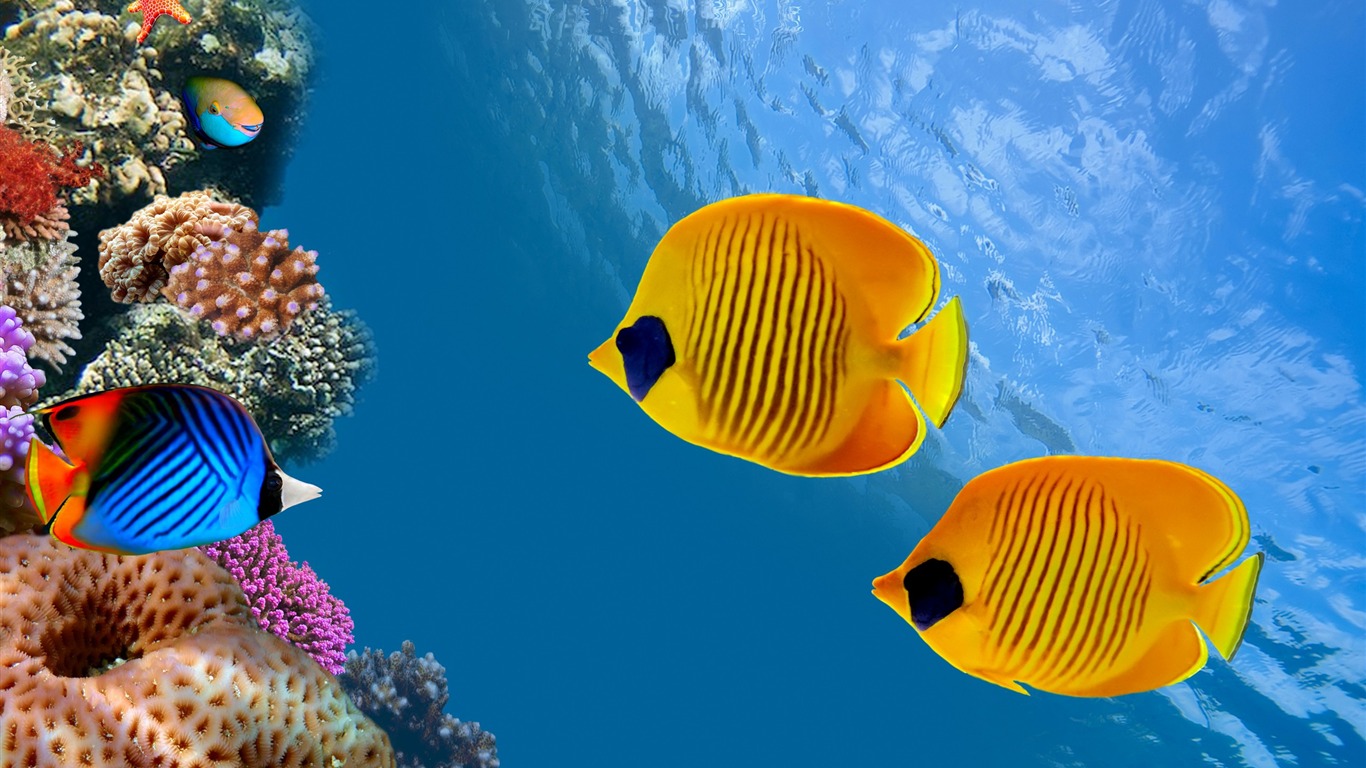 Fish Costa Rica Island-marine Life Hd Wallpaper2016 - Aquarium Wallpaper Macbook - HD Wallpaper 