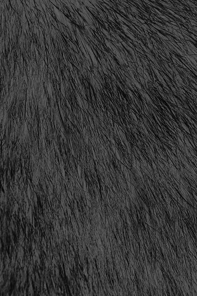 Com Apple Wallpaper Tabby Cat Fur Dark Iphone4 - Strength Guru Granth Sahib Ji Quotes - HD Wallpaper 