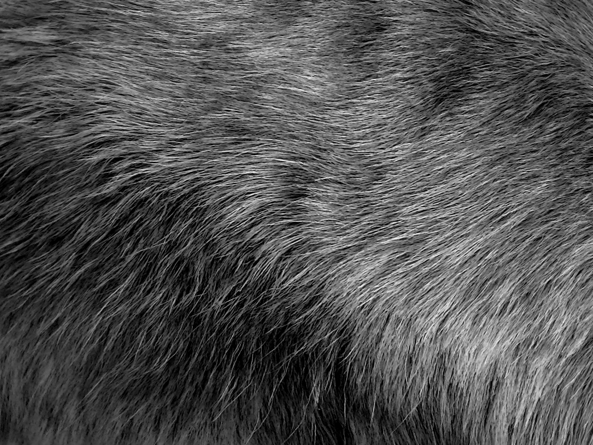 Gray Grey Black Free Photo - Fur Background Black And White - HD Wallpaper 