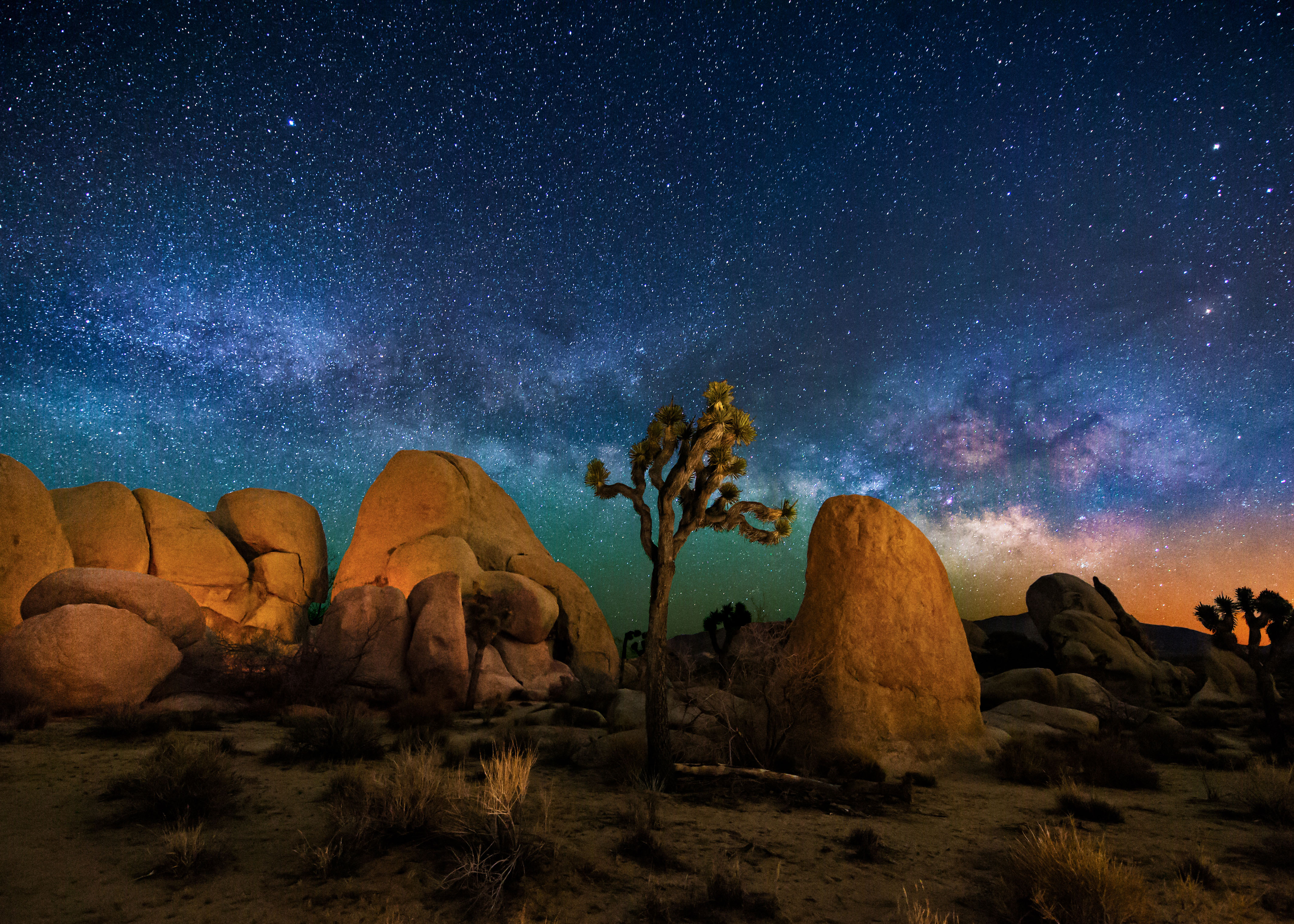 Joshua Tree Desktop Background - HD Wallpaper 