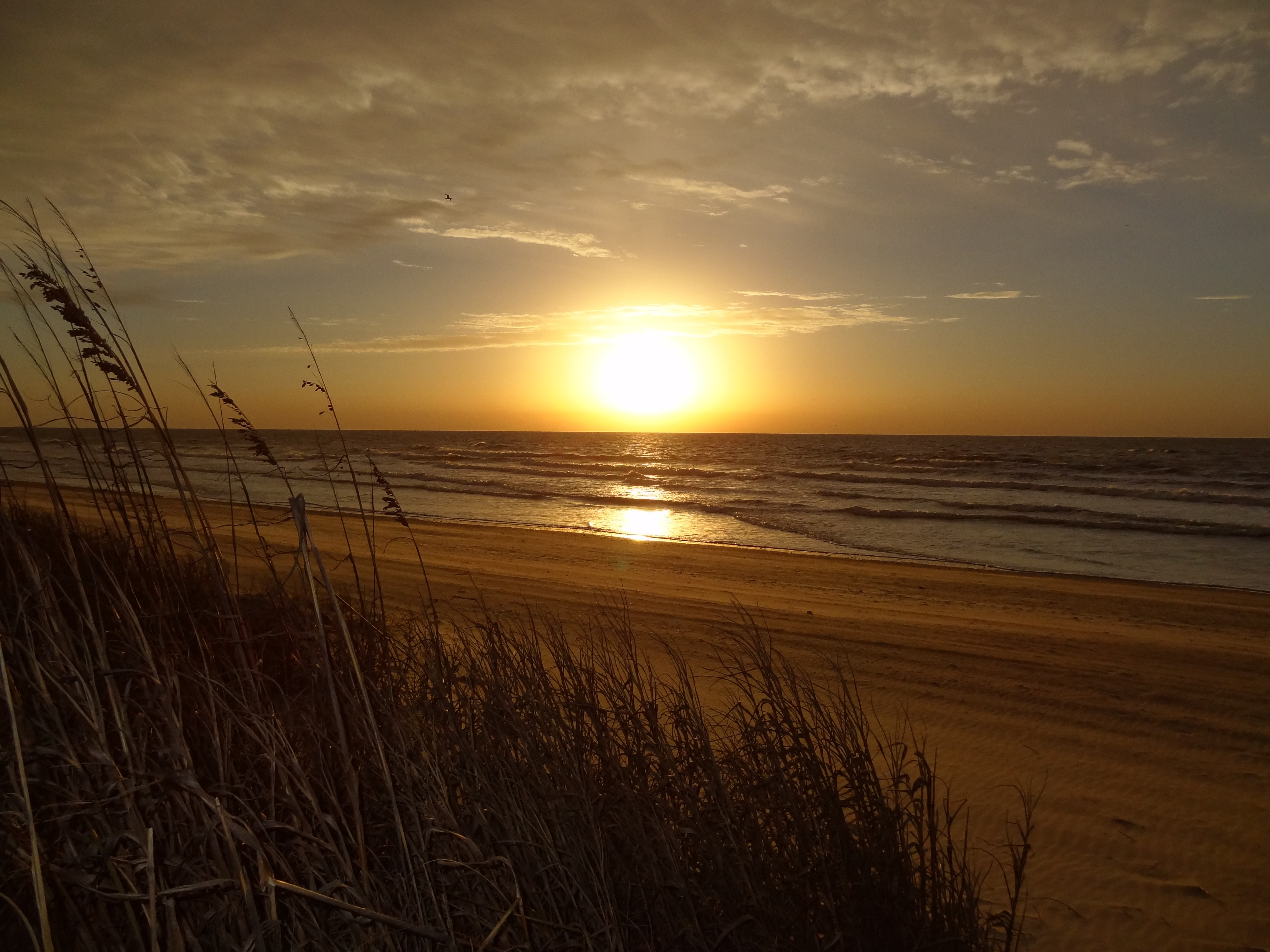 North Myrtle Beach Wallpaper - Grass On Beach Sunset - HD Wallpaper 