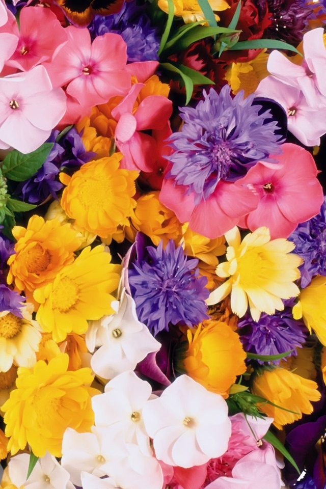Hd Amazing Colorful Flowers Iphone 3gs Wallpapers - Flowers Fall - HD Wallpaper 
