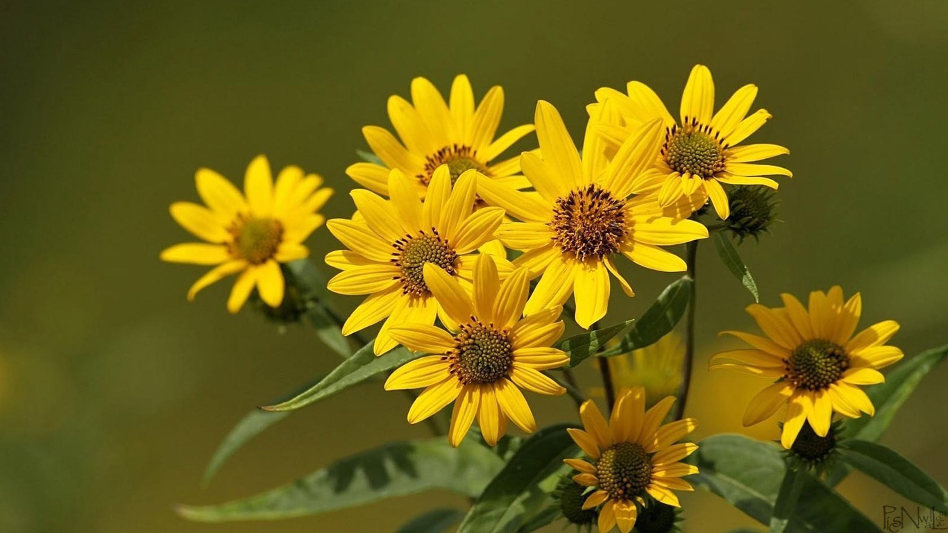 Arnica Uses - HD Wallpaper 