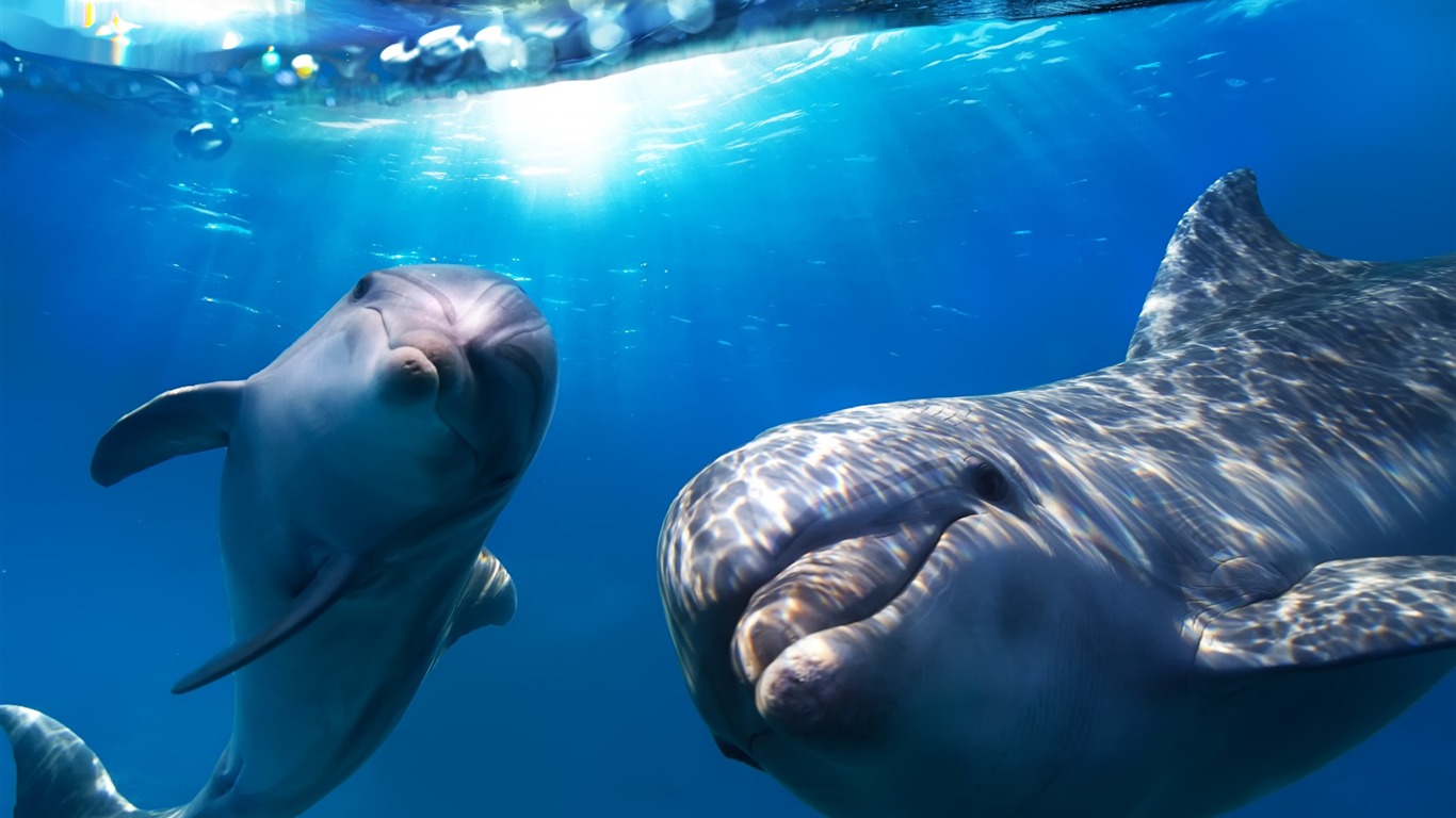 Dolphin Underwater-marine Life Hd Wallpaper2016 - 4k Wallpaper Dolphin - HD Wallpaper 