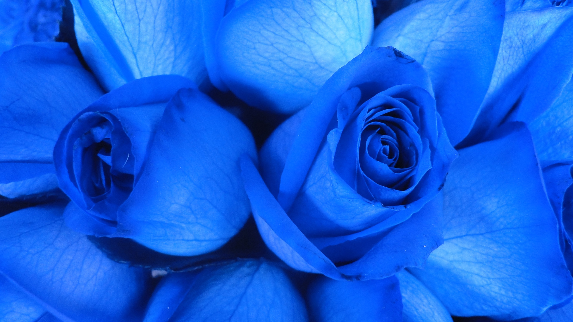 Best Blue Rose High Definition Wallpaper - Download Free Blue Rose - HD Wallpaper 