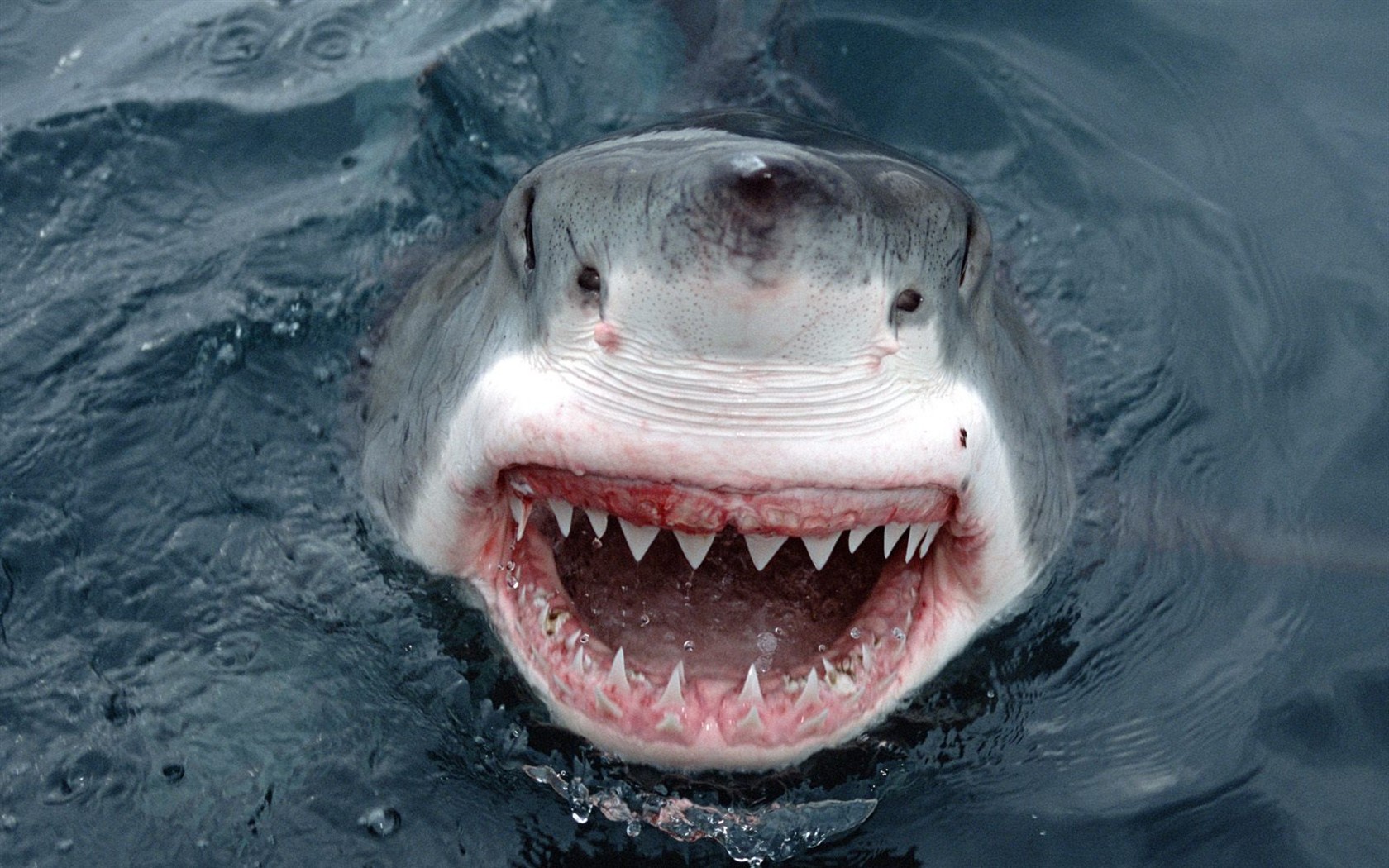 Marine Life Wallpaper Selection - Great White Shark - HD Wallpaper 