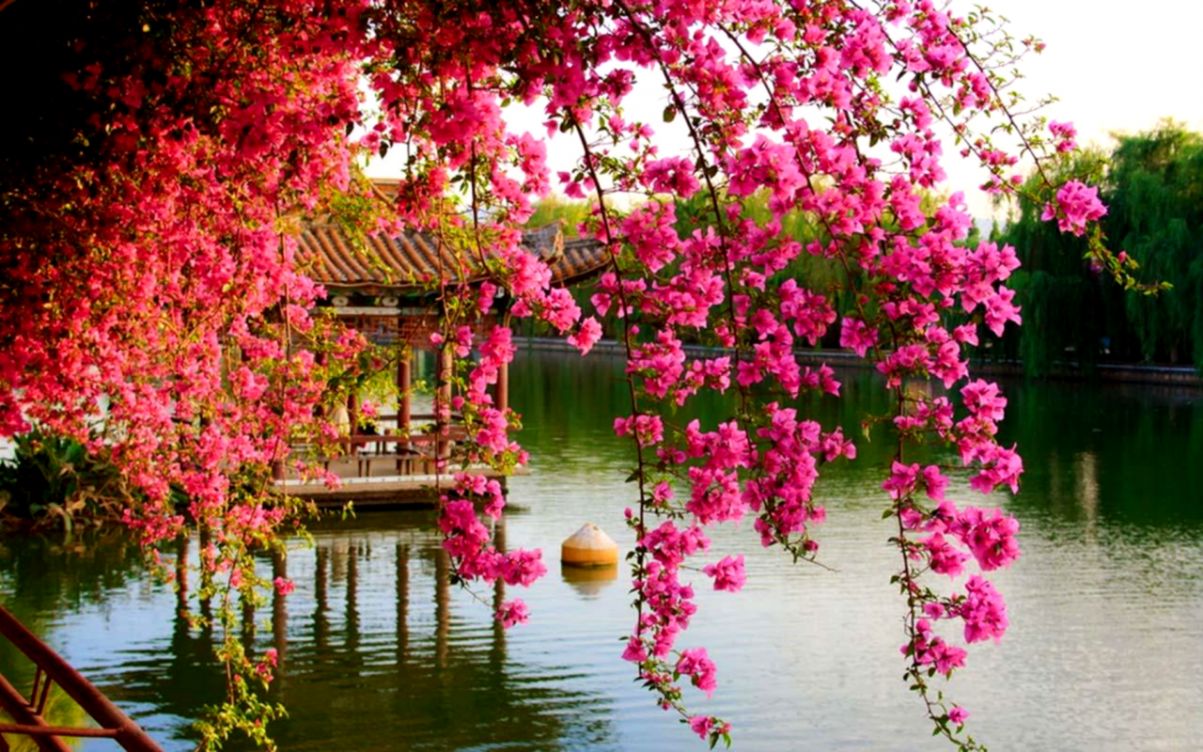 Spring Flower Wallpaper Android Apps On Google Play - 1203x752 Wallpaper - Spring Flower Wallpaper Android Apps On Google Play - 1203x752 Wallpaper -
